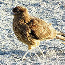 Caracara chimango