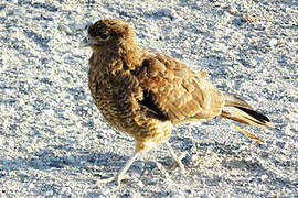 Chimango Caracara