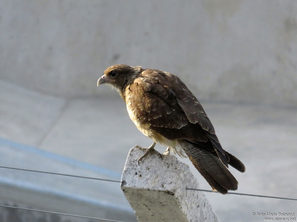 Caracara chimango