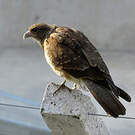 Caracara chimango