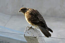 Caracara chimango