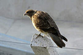 Chimango Caracara