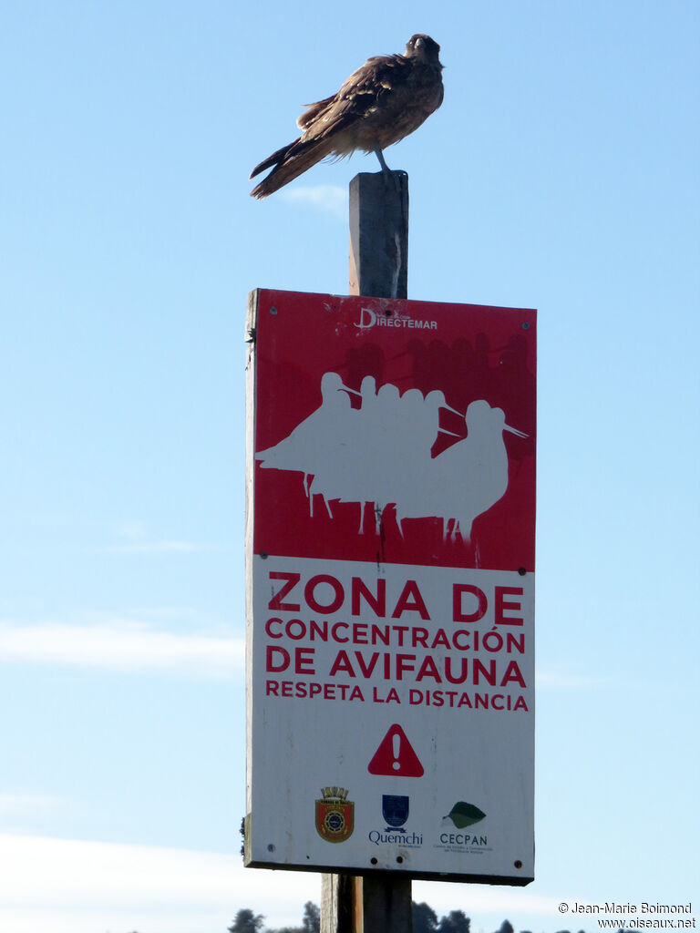 Chimango Caracara