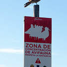 Caracara chimango
