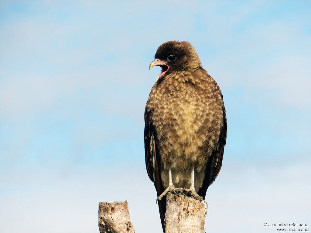 Chimango Caracara