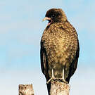 Caracara chimango