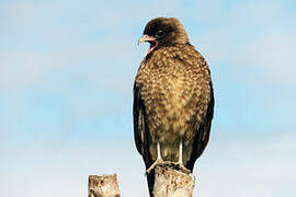 Chimango Caracara