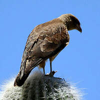 Caracara chimango