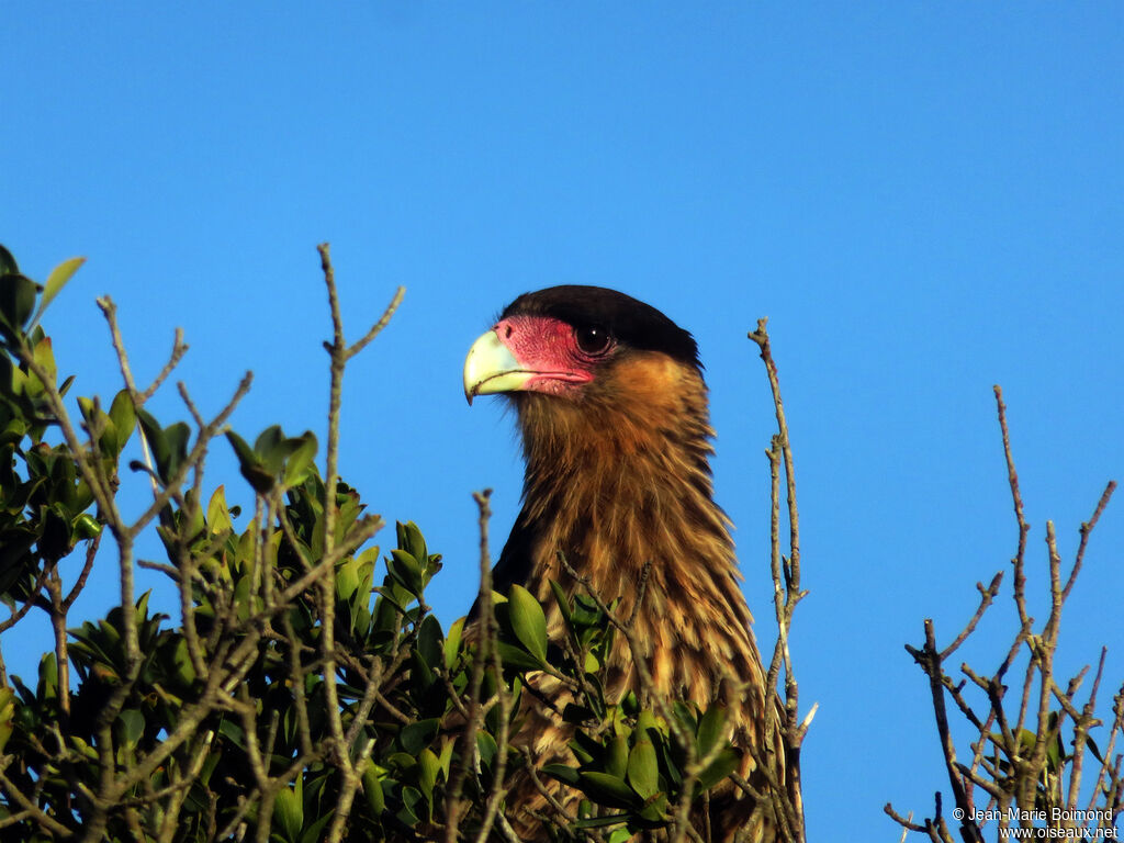 Caracara huppé