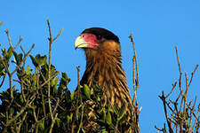 Caracara huppé