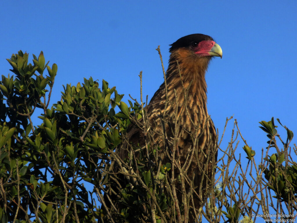 Caracara huppé