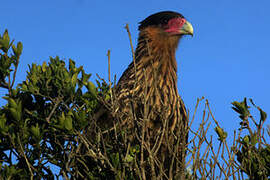 Southern Crested Caracara