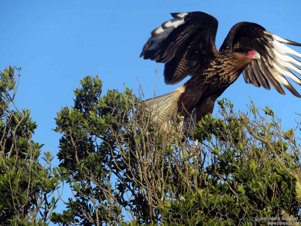 Caracara huppé