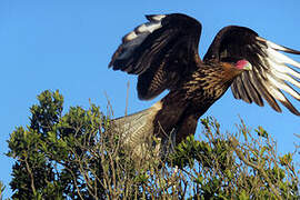 Caracara huppé