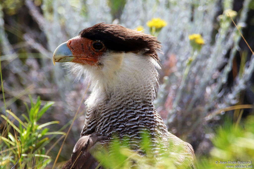 Caracara huppé