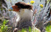 Caracara huppé