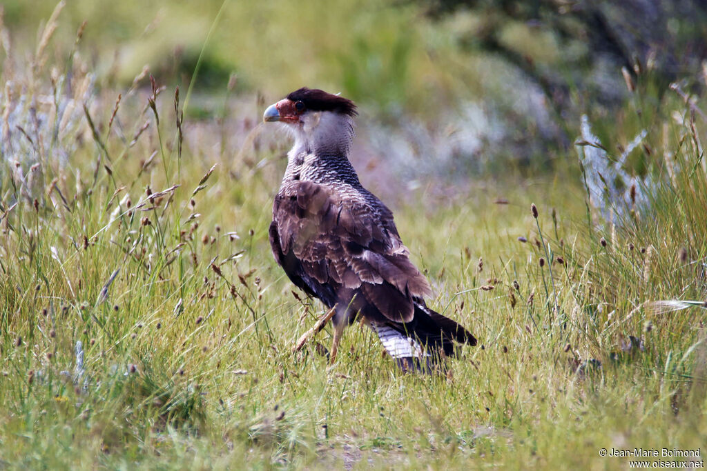 Caracara huppé