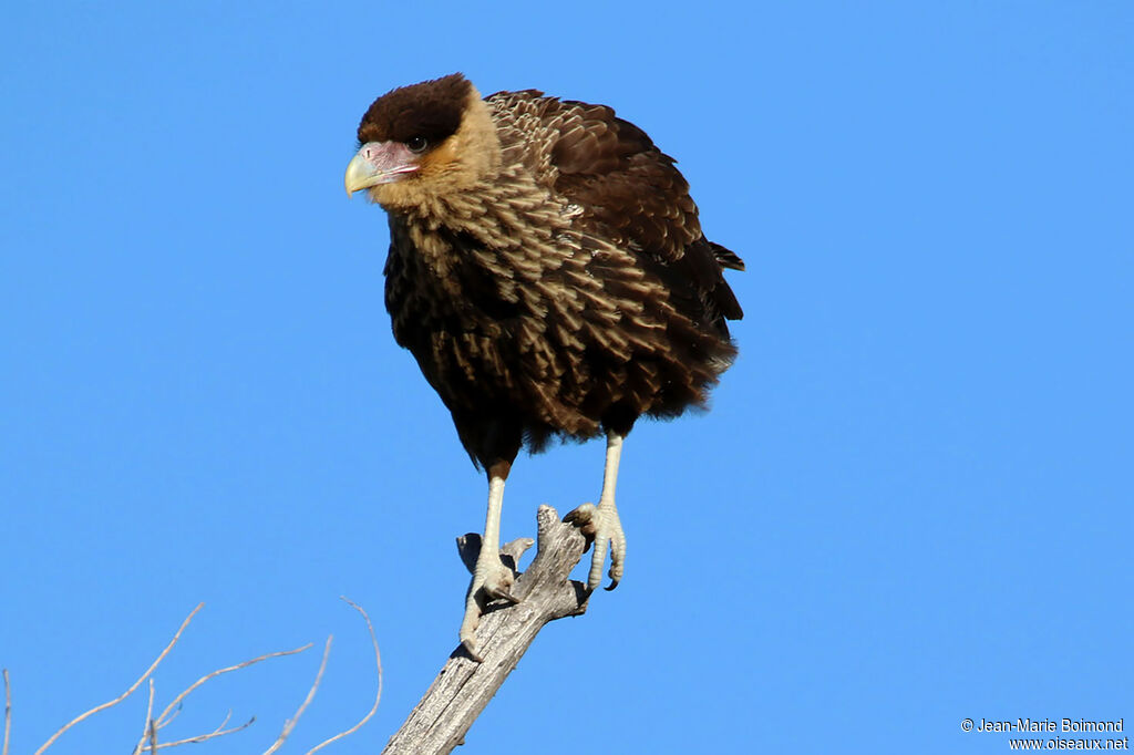 Caracara huppé