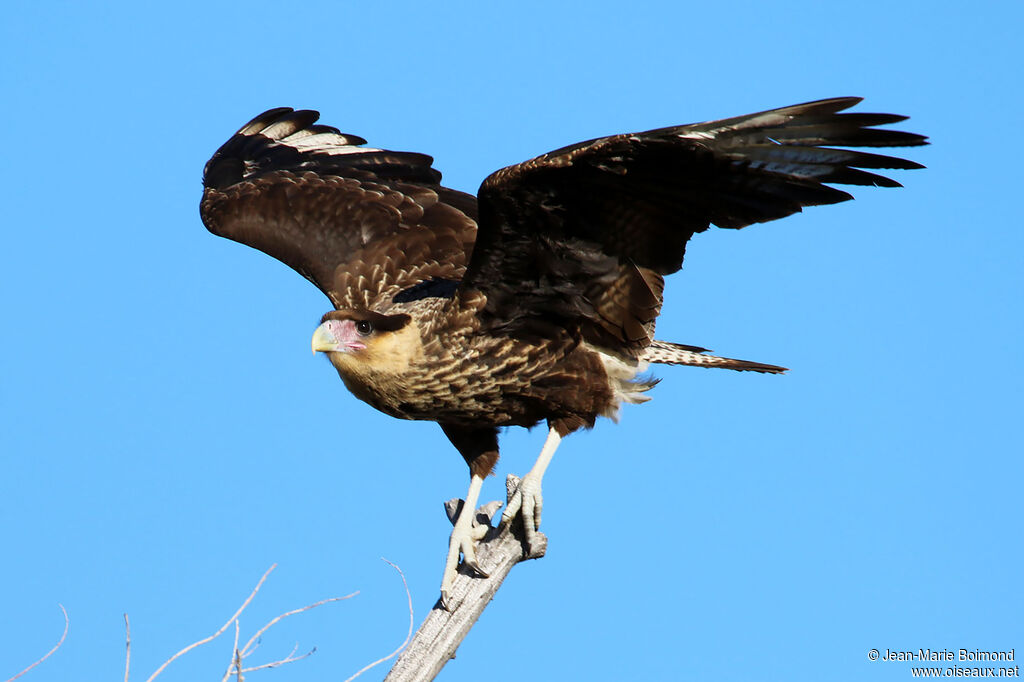 Caracara huppé