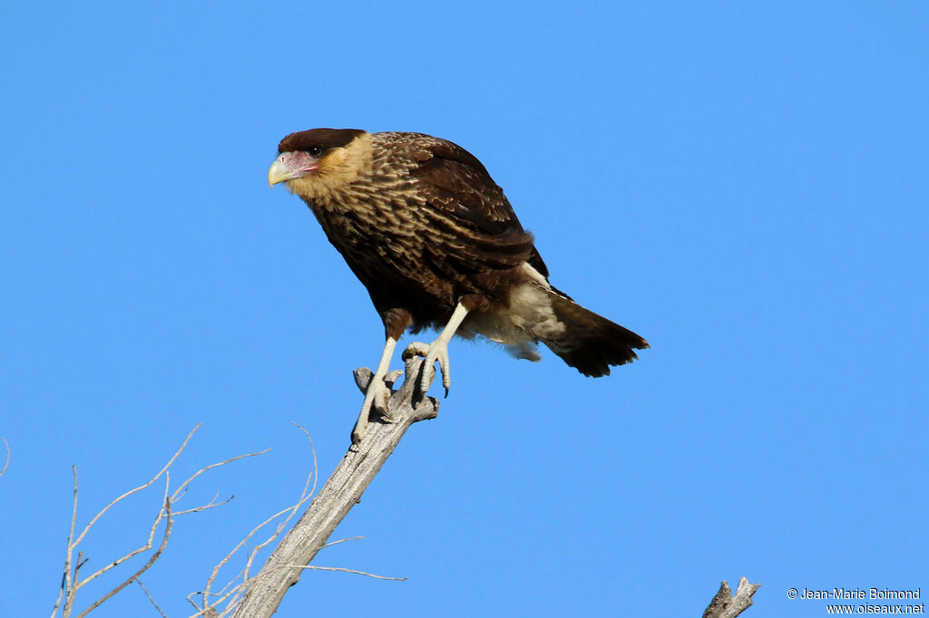 Caracara huppé