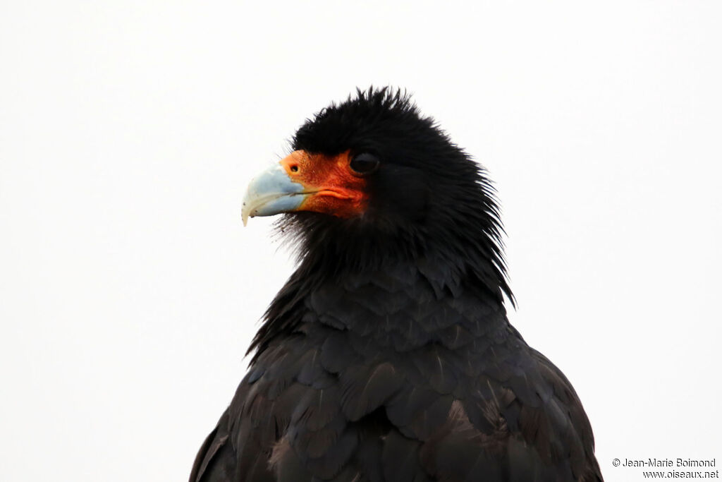 Caracara montagnard