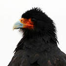 Caracara montagnard