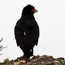 Caracara montagnard
