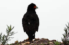 Caracara montagnard