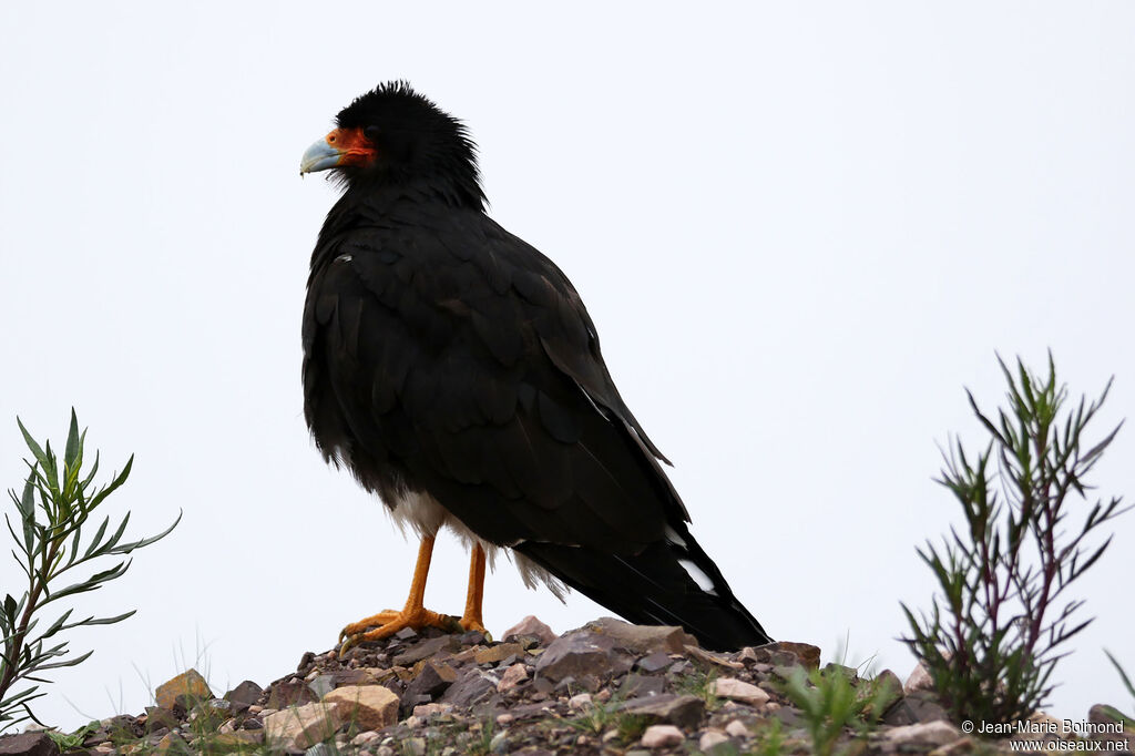 Caracara montagnard