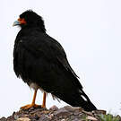 Caracara montagnard