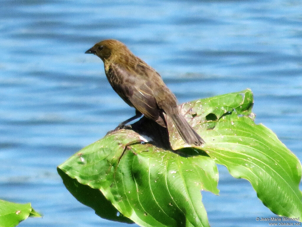 Chestnut-capped Blackbird