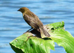 Chestnut-capped Blackbird