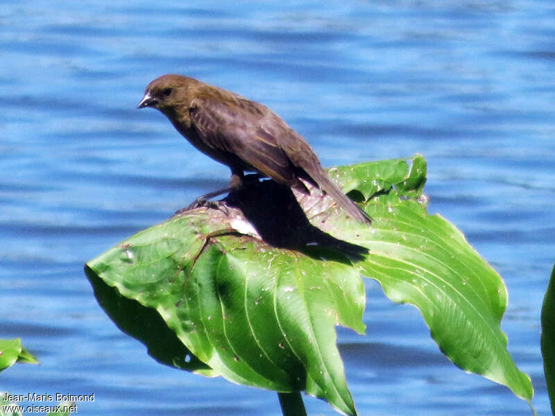 Chestnut-capped Blackbird female, identification