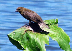 Chestnut-capped Blackbird