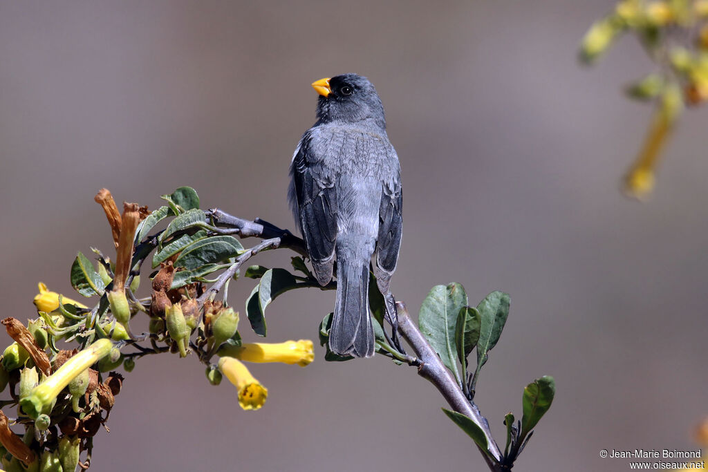 Band-tailed Seedeater