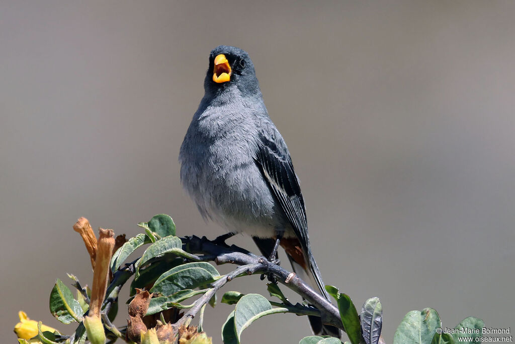 Band-tailed Seedeater