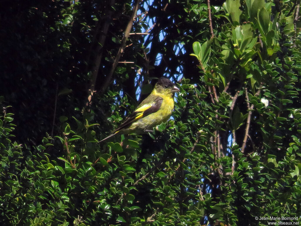 Black-chinned Siskin