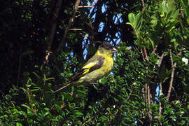 Black-chinned Siskin