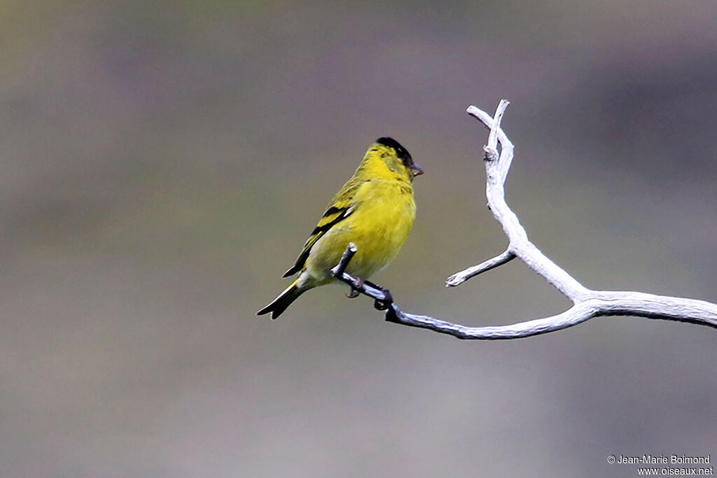 Chardonneret à menton noir - Tarin à menton noir<br />