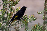 Chardonneret noir