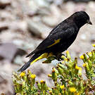 Chardonneret noir