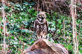 Little Owl