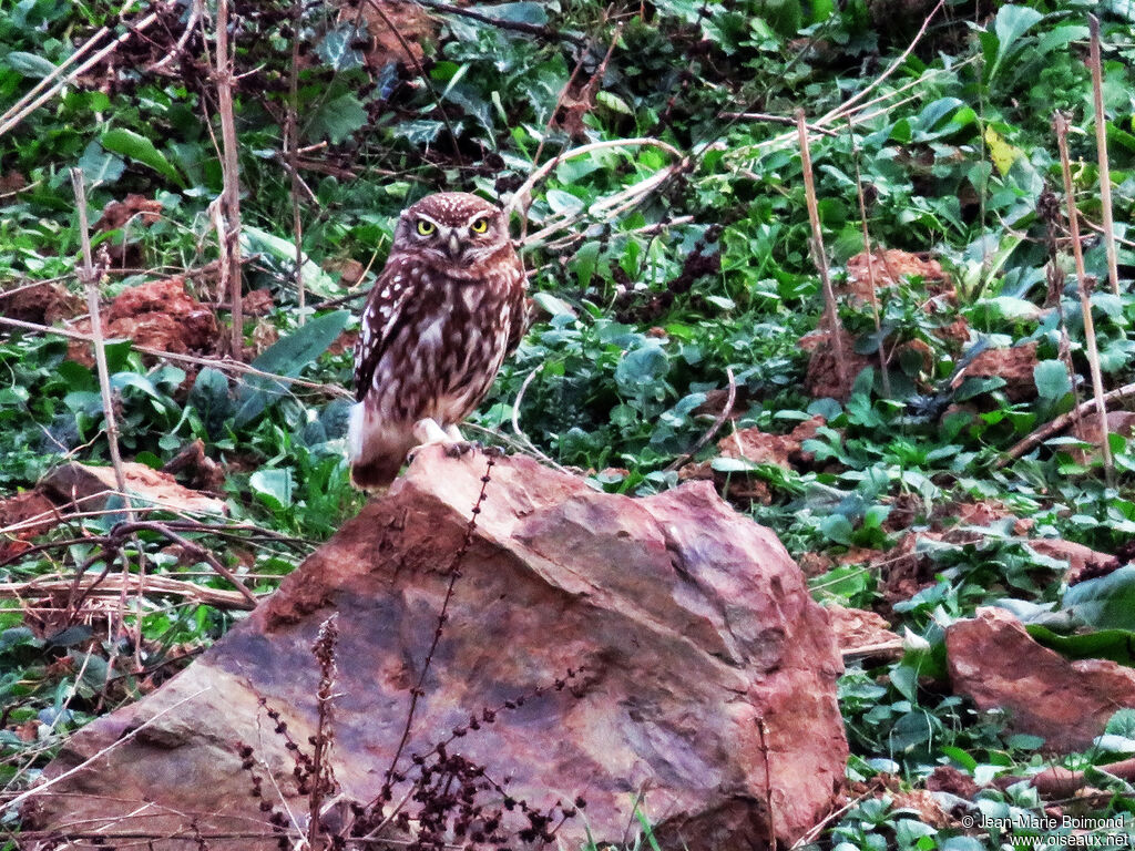 Little Owl