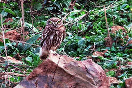 Little Owl