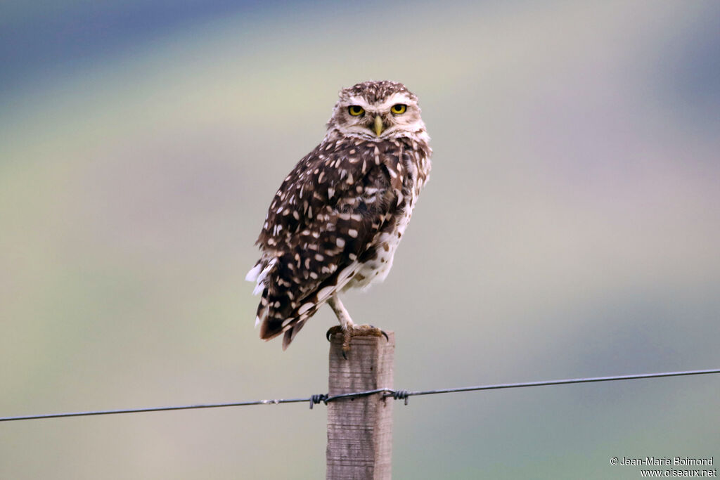 Chevêche des terriers
