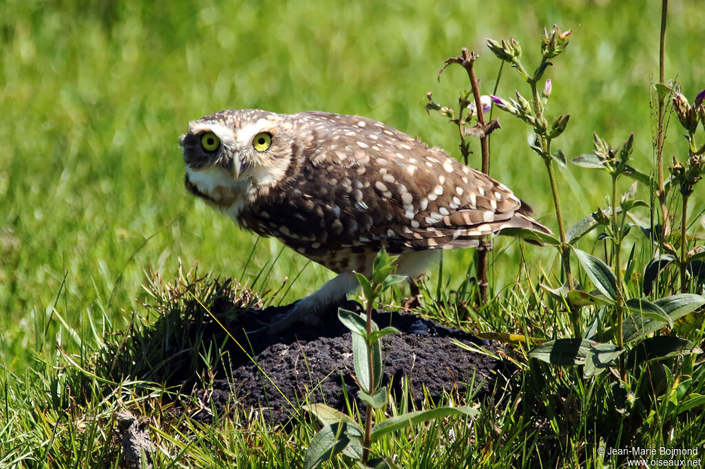 Chevêche des terriers