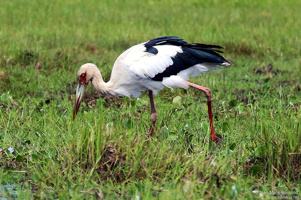 Cigogne maguari