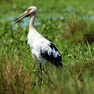 Cigogne maguari