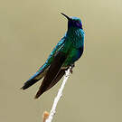 Colibri anaïs