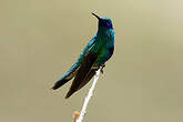 Colibri d'Anaïs
